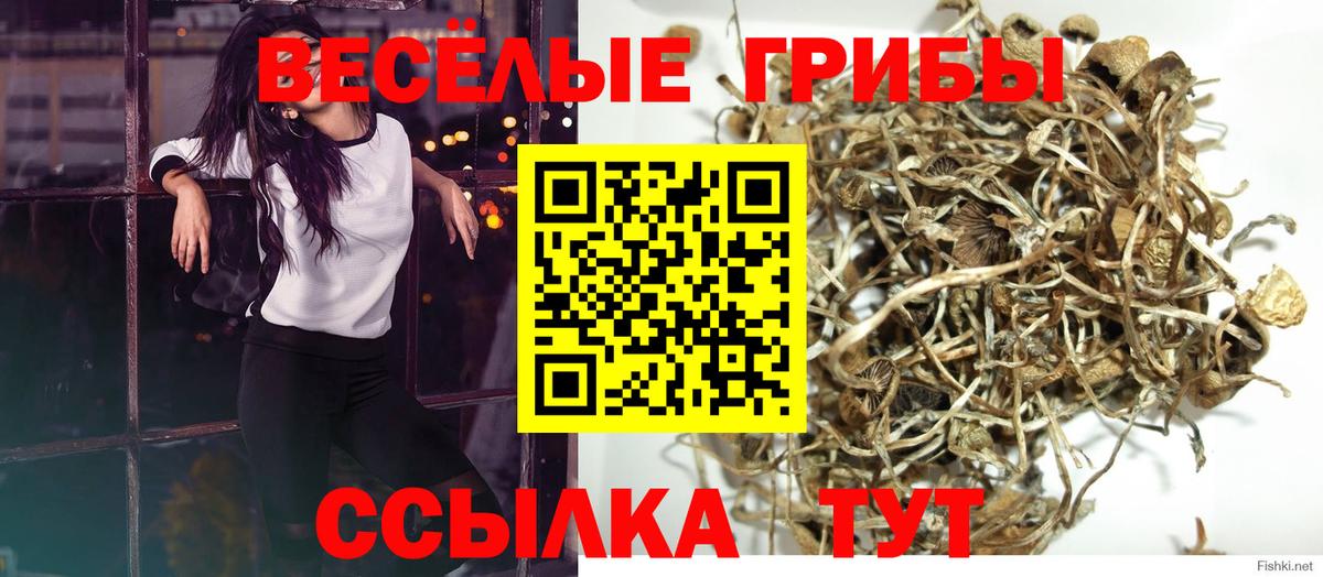 Галлюциногенные грибы Cubensis Торжок